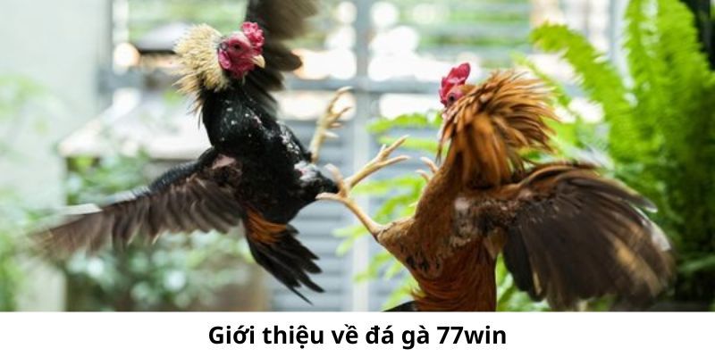 Đá gà 77win nằm trong số sảnh cá cược thu hút